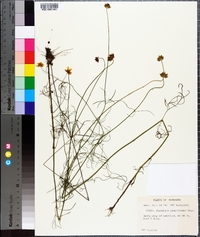 Coreopsis grandiflora image