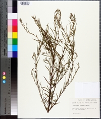 Ludwigia linearis image