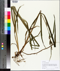 Carex scabrata image