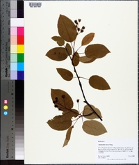 Amelanchier laevis image