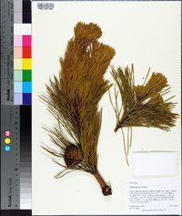 Pinus pungens image