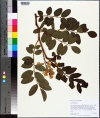 Robinia hispida image