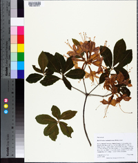 Rhododendron calendulaceum image