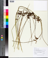 Juncus coriaceus image