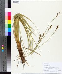 Carex echinata image