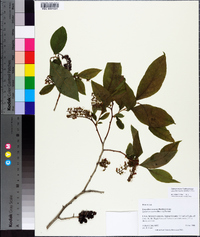 Leucothoe recurva image