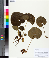 Hexastylis heterophylla image