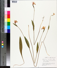 Pogonia ophioglossoides image