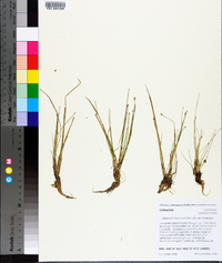 Eleocharis flavescens image