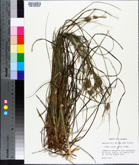 Carex tenax image