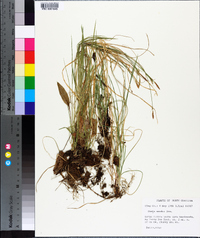 Carex woodii image