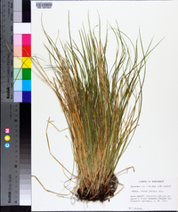 Carex jamesii image