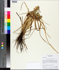 Cyperus entrerianus image