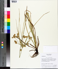 Cyperus entrerianus image