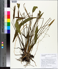 Sagittaria graminea image