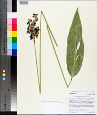 Thalia dealbata image