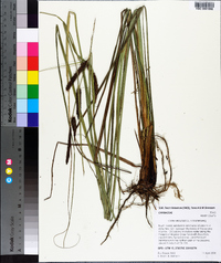 Carex verrucosa image