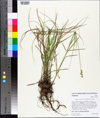 Carex reniformis image