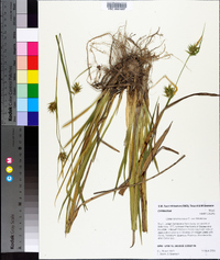 Carex lonchocarpa image