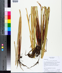 Eleocharis mutata image