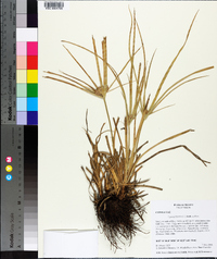 Cyperus entrerianus image