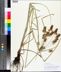 Cyperus lentiginosus image