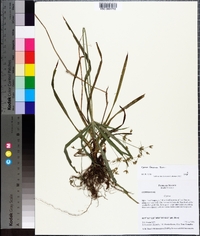 Cyperus laxus image