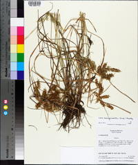 Cyperus hermaphroditus image