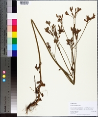 Verbena brasiliensis image