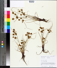 Cyperus squarrosus image