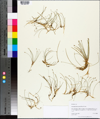 Eleocharis flavescens image