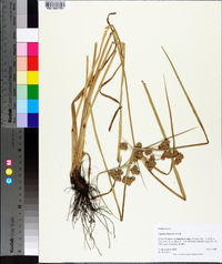 Cyperus distinctus image