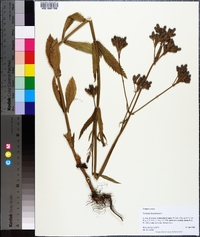 Verbena bonariensis image