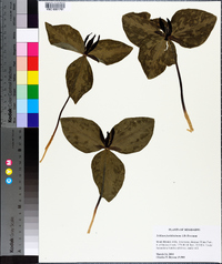 Trillium foetidissimum image