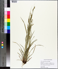 Carex oxylepis image