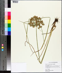 Cyperus pseudovegetus image