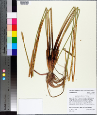 Eleocharis cellulosa image