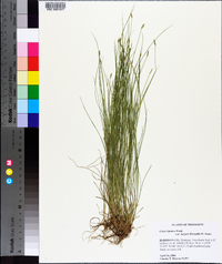 Carex leptalea subsp. harperi image