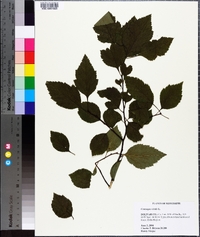 Crataegus viridis image