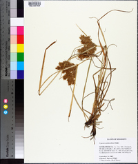 Cyperus erythrorhizos image