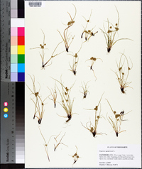 Cyperus squarrosus image