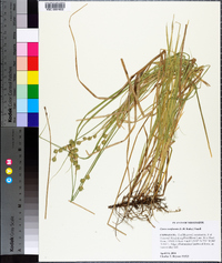 Carex reniformis image