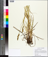 Carex triangularis image