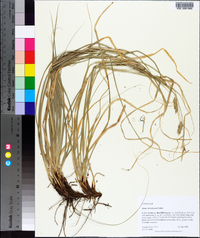 Carex cherokeensis image