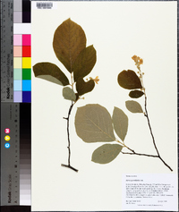 Styrax grandifolius image
