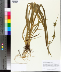 Carex lonchocarpa image