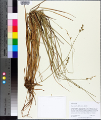 Carex atlantica subsp. atlantica image