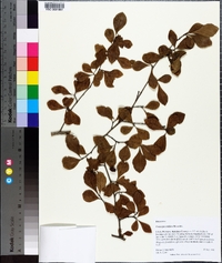 Crataegus uniflora image