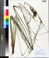 Carex glaucescens image