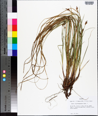 Carex nigromarginata image